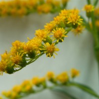 Canadian Goldenrod